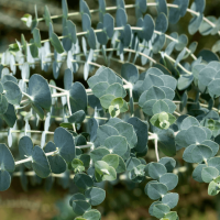 Kék lombú eukaliptusz