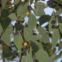 Déli Ostorfa