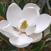 D.D.Blanchard örökzöld magnolia