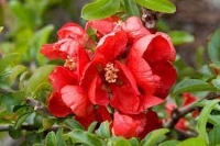 Vörös virágú japánbirs