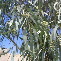 Kislevelű eukaliptusz