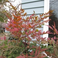 Moyers Red Japán szentfa