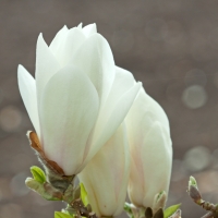 Nagyvirágú magnolia, liliofa