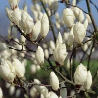 Fehér virágú magnolia, liliomfa