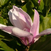 Magnolia, liliomfa