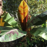 Csíkos levelű, Darjeeling banán