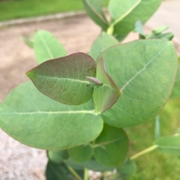 Omeo Eukaliptusz
