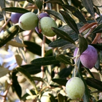 Európai olajfa, olívafa