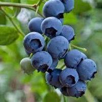 Hortblue Petite áfonya