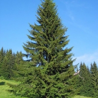 Közönséges luc