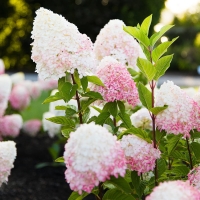 Pink & Rose hortenzia