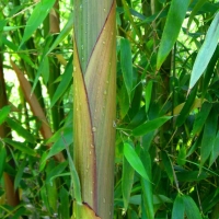 Piros szélű bambusz
