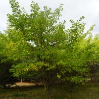 Málnafa porzós(oltvány)