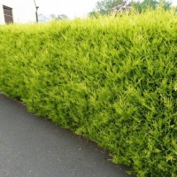 Robinson's Gold leylandii ciprus