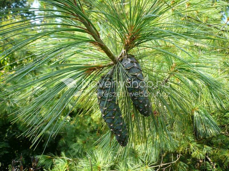 A képek distribution of Pinus brutia: a reassessment based.