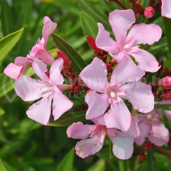 atlas-nerium-oleander atlas-nerium-oleander