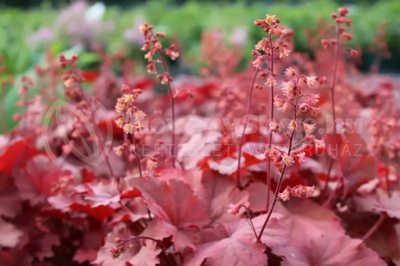 cherry_cola_SS_001-1000x667