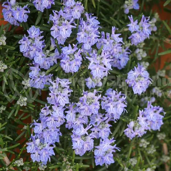 Corsican-Blue-Romarin-copyright-198010-1