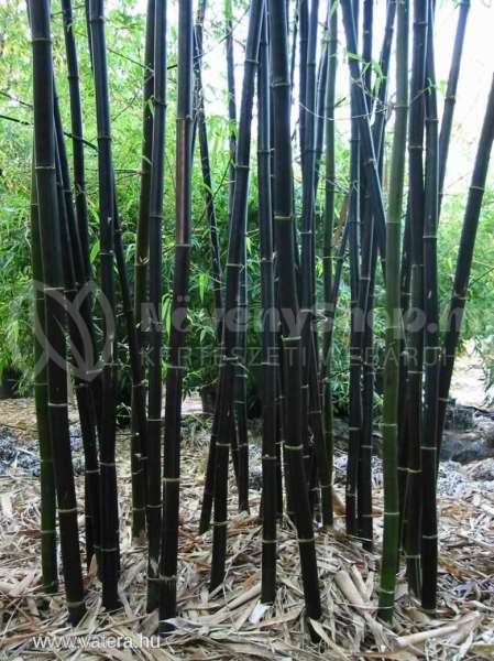Fekete bambusz (Phyllostachys nigra) Fekete bambusz (Phyllostachys nigra)