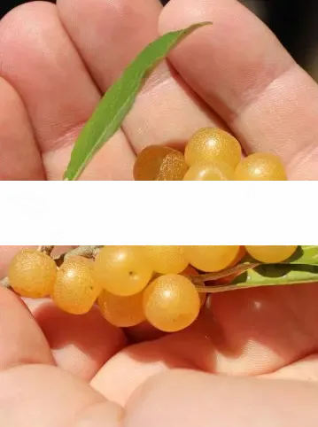 Fortunella Fortunella