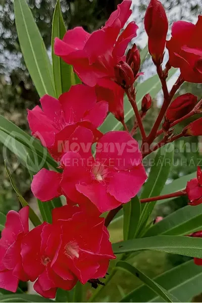Hardy-Red-1 Hardy-Red-1