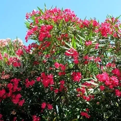 hardy red hardy red