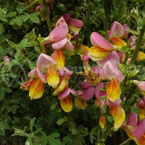 la-coquette_UK_500_0024558 la-coquette_UK_500_0024558