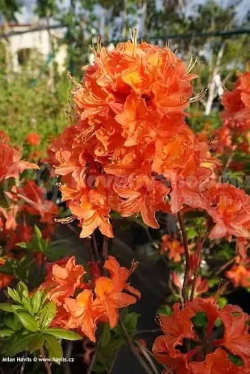 mandarin light