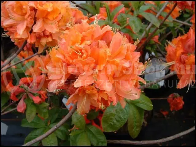 mandarin