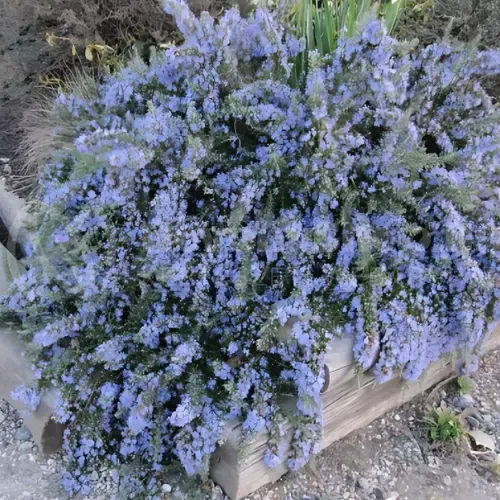 Rosmarinus-Officinalis-Repens