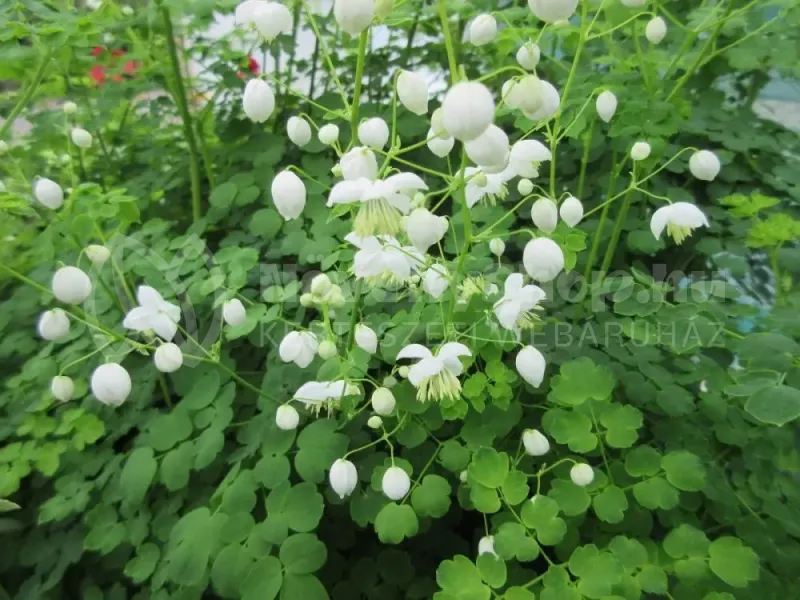 splendid white