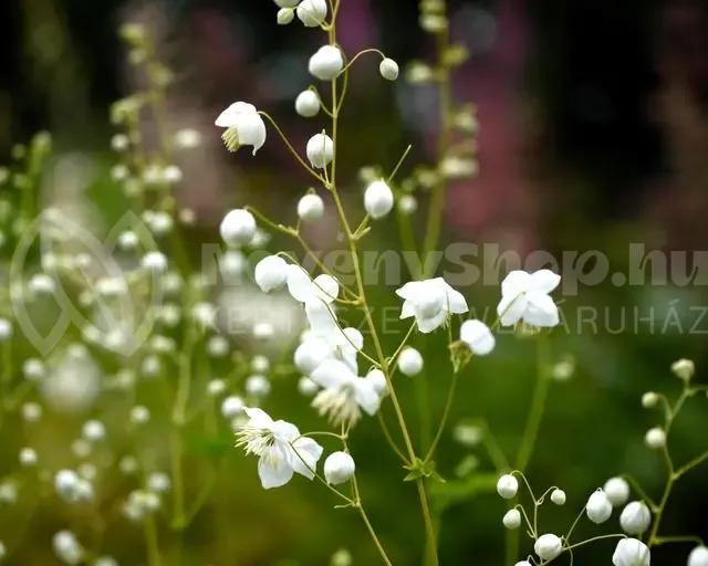 Splendide-White-1576-00e1b162-640x512