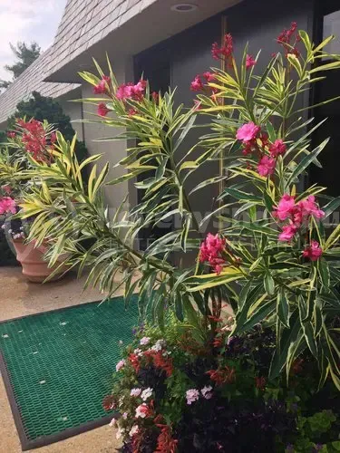 variegata variegata