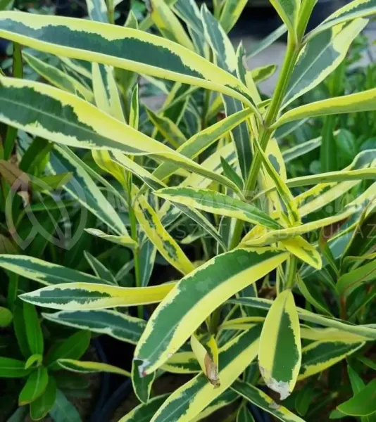 variegatum-Double-Variegated-Foliage variegatum-Double-Variegated-Foliage