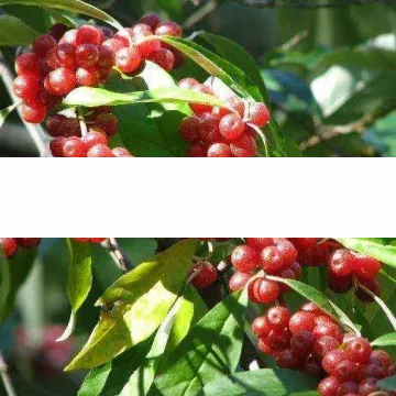 amoroso amoroso
