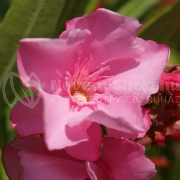 cavalaire-nerium-oleander cavalaire-nerium-oleander