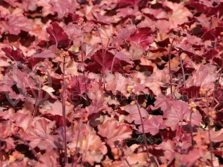 cherry-cola-m062274_w_6