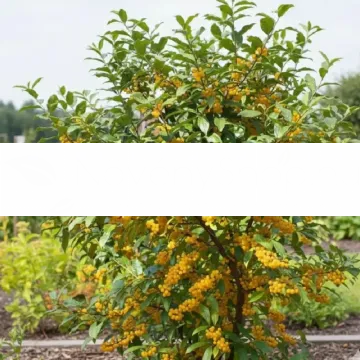 fortunella- fortunella-