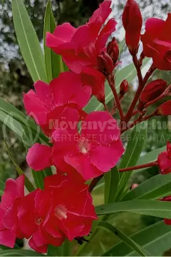 Hardy-Red-1 Hardy-Red-1