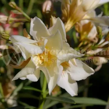 luteum luteum