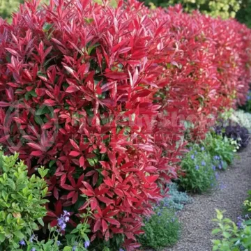 photinia-x-fraseri-red-select photinia-x-fraseri-red-select