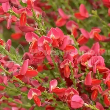 red_favourite_-_broom red_favourite_-_broom
