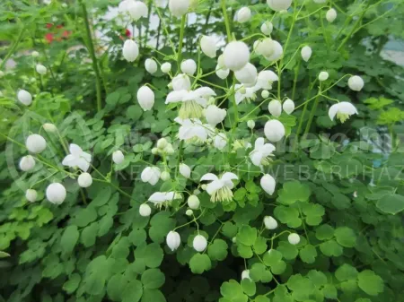 splendid white